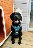 Willow, a female Labrador Retriever for sale in Calhoun, GA – Photo 1 of 3