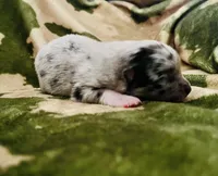 Blue Merle 1, a male Pomeranian and Toy Australian Shepherd for sale in Calhoun, GA – Photo 2 of 3