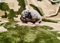 Blue Merle 1, a male Pomeranian and Toy Australian Shepherd for sale in Calhoun, GA – Photo 3 of 3