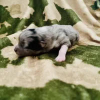 Blue Merle  (JR), a male Pomeranian and Toy Australian Shepherd for sale in Calhoun, GA – Photo 4 of 4