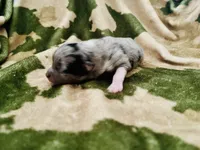 Blue Merle 2, a male Pomeranian and Toy Australian Shepherd for sale in Calhoun, GA – Photo 2 of 2