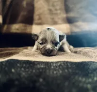 Blue Merle  (JR), a male Pomeranian and Toy Australian Shepherd for sale in Calhoun, GA – Photo 2 of 4