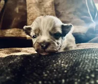 Blue Merle  (JR), a male Pomeranian and Toy Australian Shepherd for sale in Calhoun, GA – Photo 1 of 4