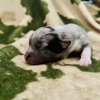 Blue Merle  (JR), a male Pomeranian and Toy Australian Shepherd for sale in Calhoun, GA – Photo 3 of 4