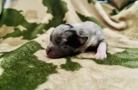 Blue Merle 2, a male Pomeranian and Toy Australian Shepherd for sale in Calhoun, GA – Photo 1 of 2