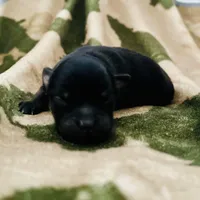 Tri  (Indo), a male Pomeranian and Toy Australian Shepherd for sale in Calhoun, GA – Photo 5 of 5
