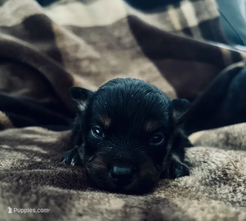 Tri  (Indo), a male Pomeranian and Toy Australian Shepherd for sale in Calhoun, GA – Photo 1 of 5