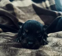 Tri  (Indo), a male Pomeranian and Toy Australian Shepherd for sale in Calhoun, GA – Photo 1 of 5