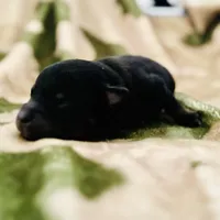 Tri  (Indo), a male Pomeranian and Toy Australian Shepherd for sale in Calhoun, GA – Photo 3 of 5