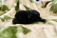 Black Tri 2, a male Pomeranian and Toy Australian Shepherd for sale in Calhoun, GA – Photo 1 of 3