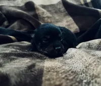 Tri  (Indo), a male Pomeranian and Toy Australian Shepherd for sale in Calhoun, GA – Photo 2 of 5