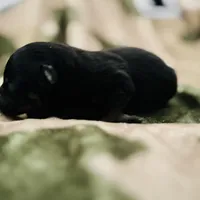 Tri  (Indo), a male Pomeranian and Toy Australian Shepherd for sale in Calhoun, GA – Photo 4 of 5