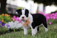 XENA, a female Boston Terrier for sale in Clinton, MD – Photo 4 of 5