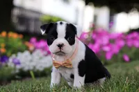 XENA, a female Boston Terrier for sale in Clinton, MD – Photo 5 of 5