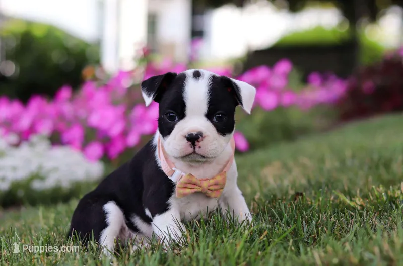 XENA – Boston Terrier puppy for sale in Clinton, MD