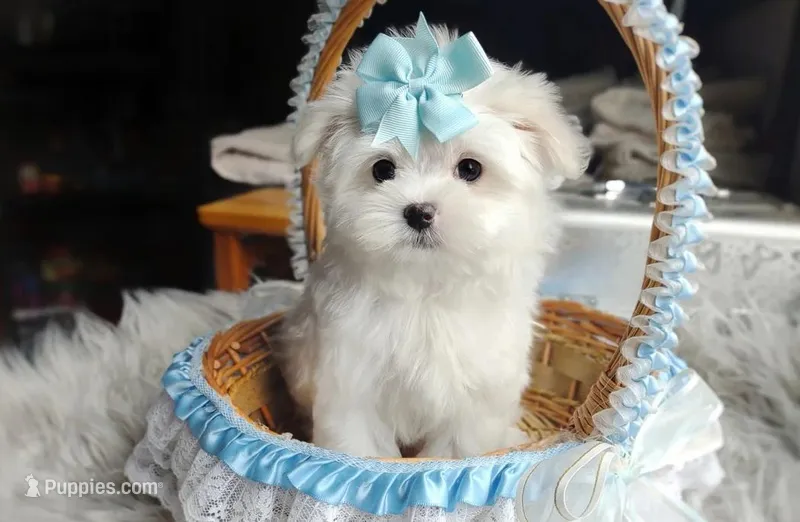 Polar – Maltese puppy for sale in Clinton, MD