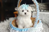 Polar, a male Maltese for sale in Clinton, MD – Photo 2 of 7