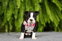 NANCY, a female Boston Terrier for sale in Clinton, MD – Photo 1 of 7