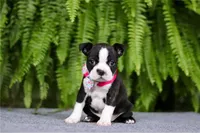 NANCY, a female Boston Terrier for sale in Clinton, MD – Photo 2 of 7