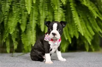 NANCY, a female Boston Terrier for sale in Clinton, MD – Photo 6 of 7