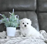 Bentley, a female Maltese for sale in Clinton, MD – Photo 3 of 4