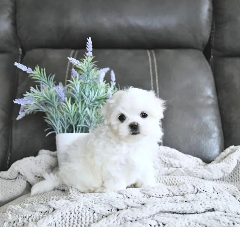 Bentley – Maltese puppy for sale in Clinton, MD