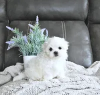 Bentley, a female Maltese for sale in Clinton, MD – Photo 1 of 4