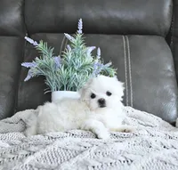 Bentley, a female Maltese for sale in Clinton, MD – Photo 2 of 4