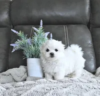 Bentley, a female Maltese for sale in Clinton, MD – Photo 4 of 4