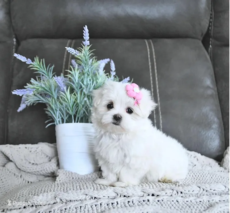 Belle – Maltese puppy for sale in Clinton, MD