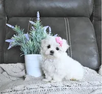 Belle, a female Maltese for sale in Clinton, MD – Photo 1 of 5