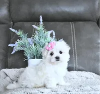 Belle, a female Maltese for sale in Clinton, MD – Photo 3 of 5