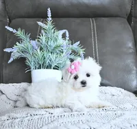 Belle, a female Maltese for sale in Clinton, MD – Photo 2 of 5