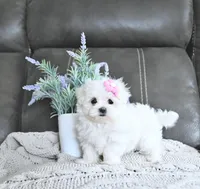 Belle, a female Maltese for sale in Clinton, MD – Photo 5 of 5