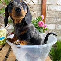 Tracy, a female Dachshund for sale in Clinton, MD – Photo 3 of 4