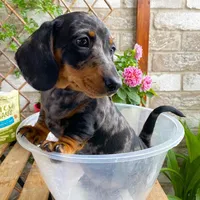 Tracy, a female Dachshund for sale in Clinton, MD – Photo 2 of 4