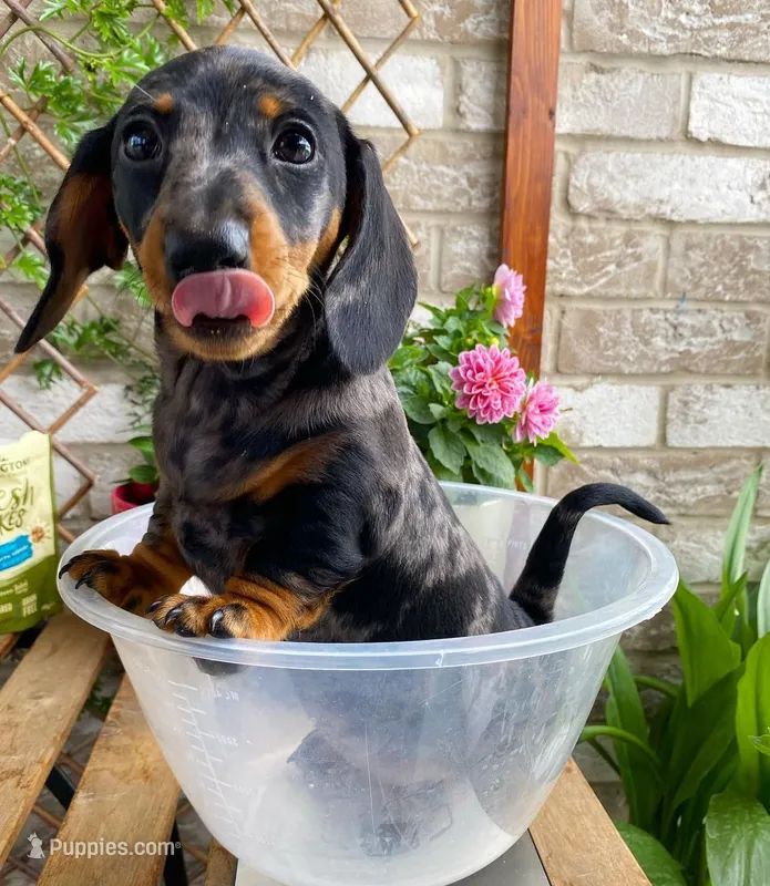 Tracy – Dachshund puppy on hold in Clinton, MD