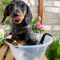 Tracy, a female Dachshund for sale in Clinton, MD – Photo 1 of 4