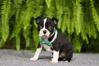NUROO, a male Boston Terrier for sale in Clinton, MD – Photo 3 of 4