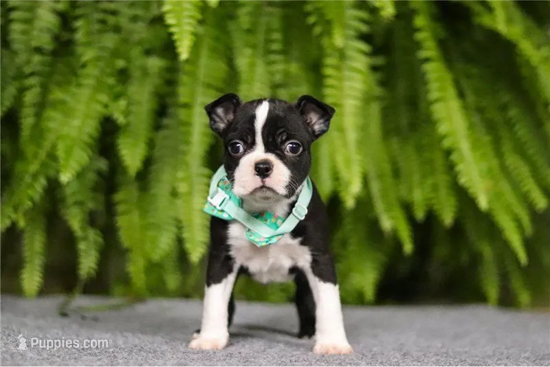 NUROO – Boston Terrier puppy for sale in Clinton, MD