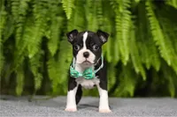 NUROO, a male Boston Terrier for sale in Clinton, MD – Photo 2 of 4