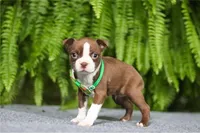 NOLAND, a male Boston Terrier for sale in Clinton, MD – Photo 4 of 4