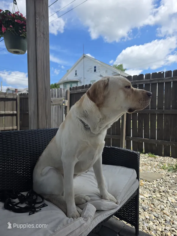 Buddy  – Labrador Retriever puppy for sale in Lebanon, PA