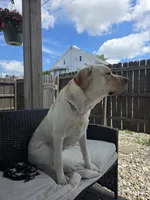 Buddy , a male Labrador Retriever for sale in Lebanon, PA – 1 of 5