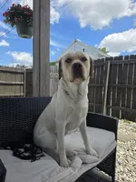 Buddy , a male Labrador Retriever for sale in Lebanon, PA – 4 of 5