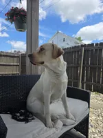 Buddy , a male Labrador Retriever for sale in Lebanon, PA – 2 of 5