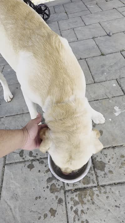 Buddy , a male Labrador Retriever for sale in Lebanon, PA – 5 of 5
