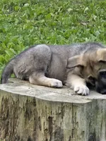 Cactus 🌵 , a male German Shepherd Dog for sale in Morgantown, IN – 3 of 3