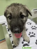 Cactus 🌵 , a male German Shepherd Dog for sale in Morgantown, IN – 2 of 3