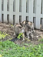 Okami (japanese for wolf), a female German Shepherd Dog for sale in Morgantown, IN – 2 of 3